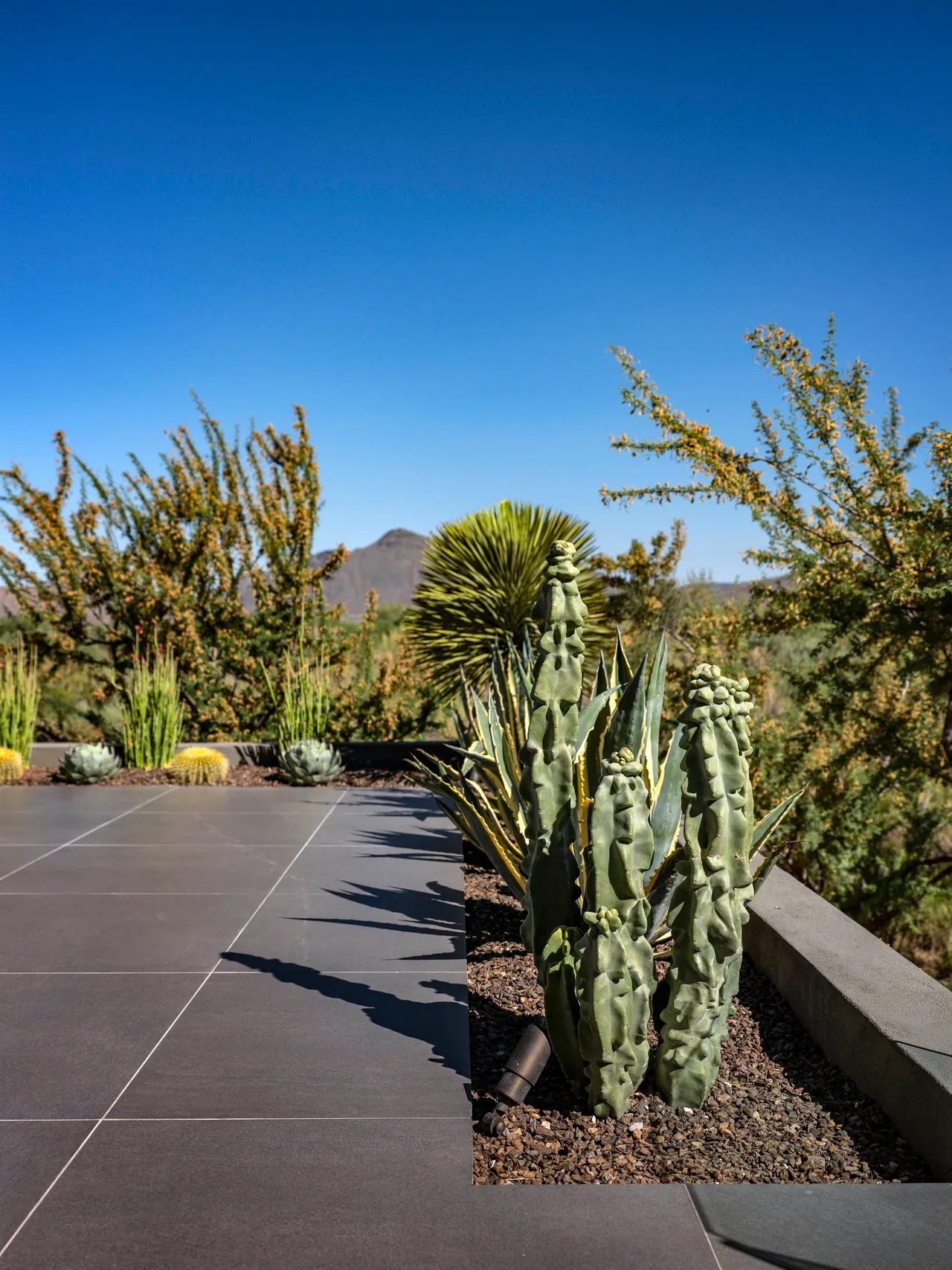 A patio with some cacti and bushes in the background