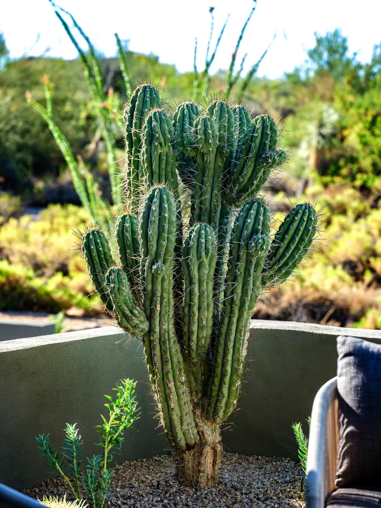 A cactus is growing in the middle of a garden.