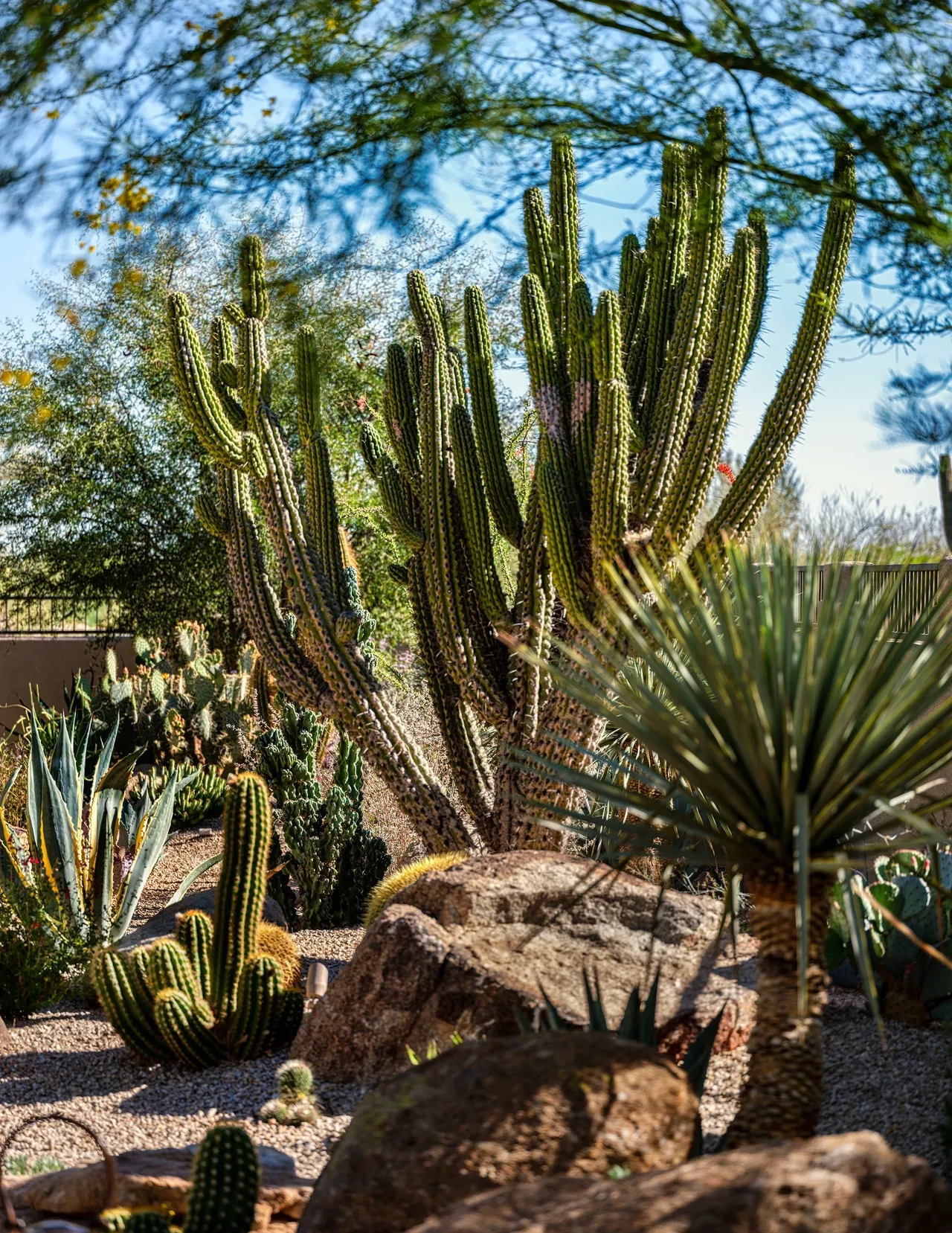 A variety of cactus and other plants in the desert.