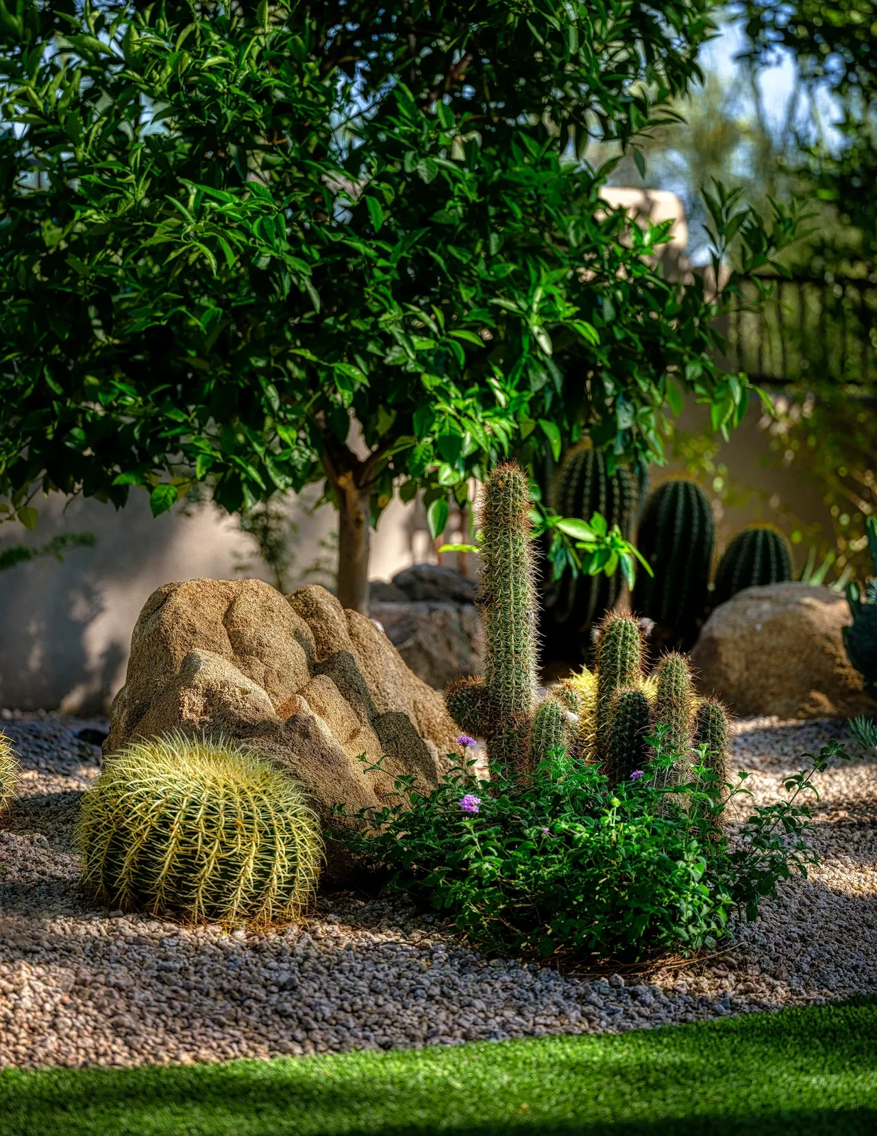 A cactus garden with many different types of cacti.