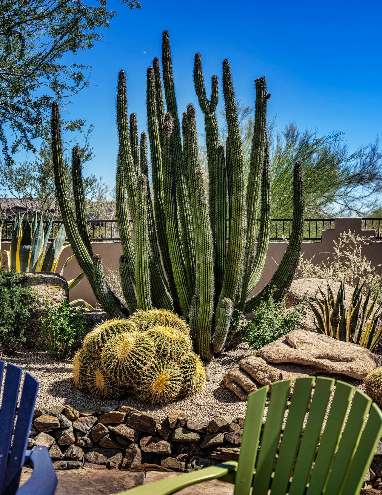 A cactus garden with many different types of plants.