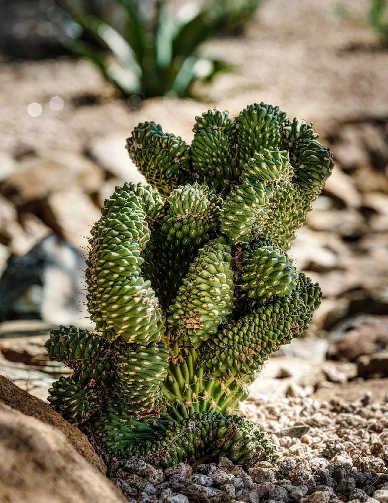 A cactus is growing in the dirt.