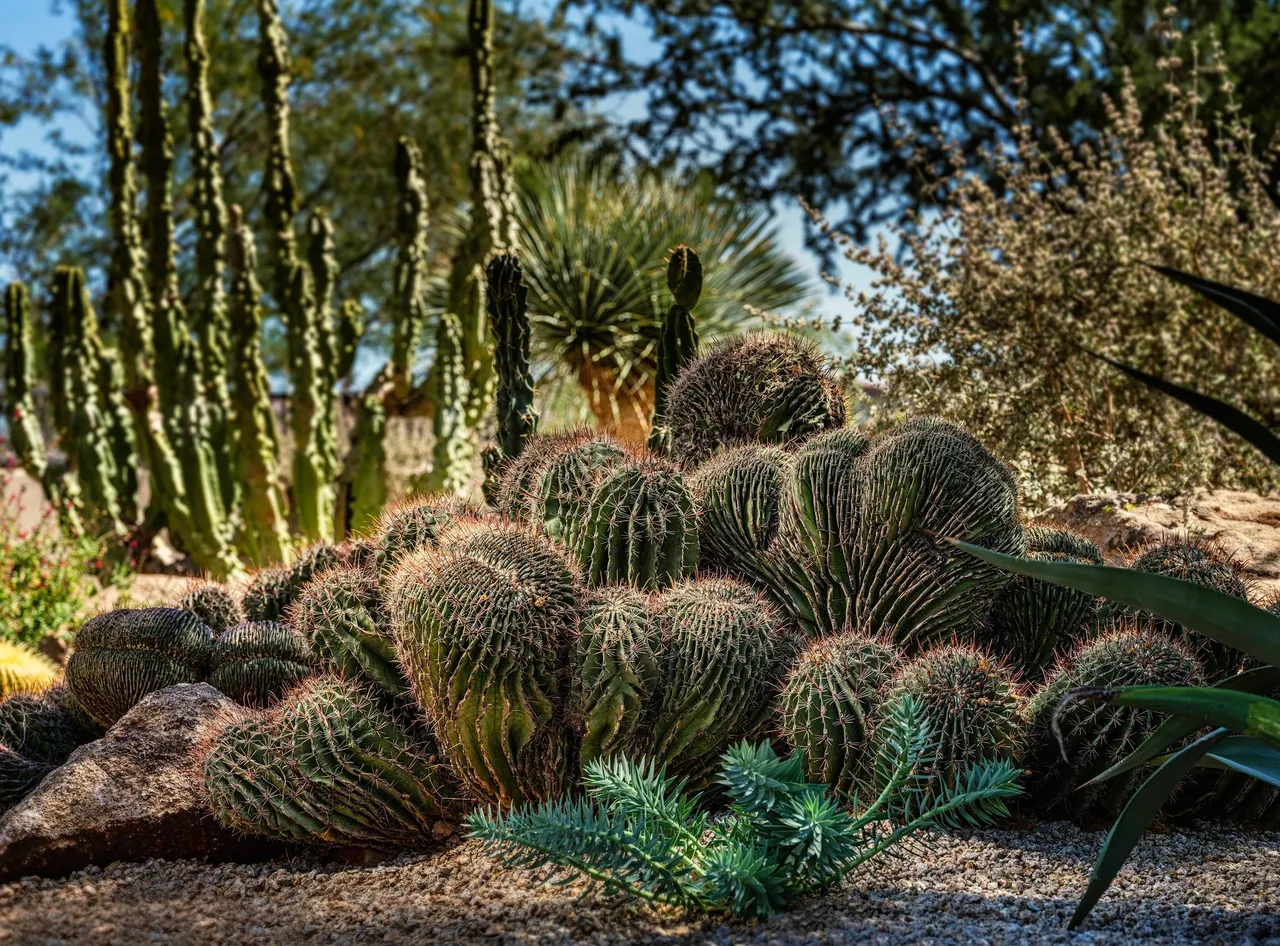 A group of cacti in the desert.