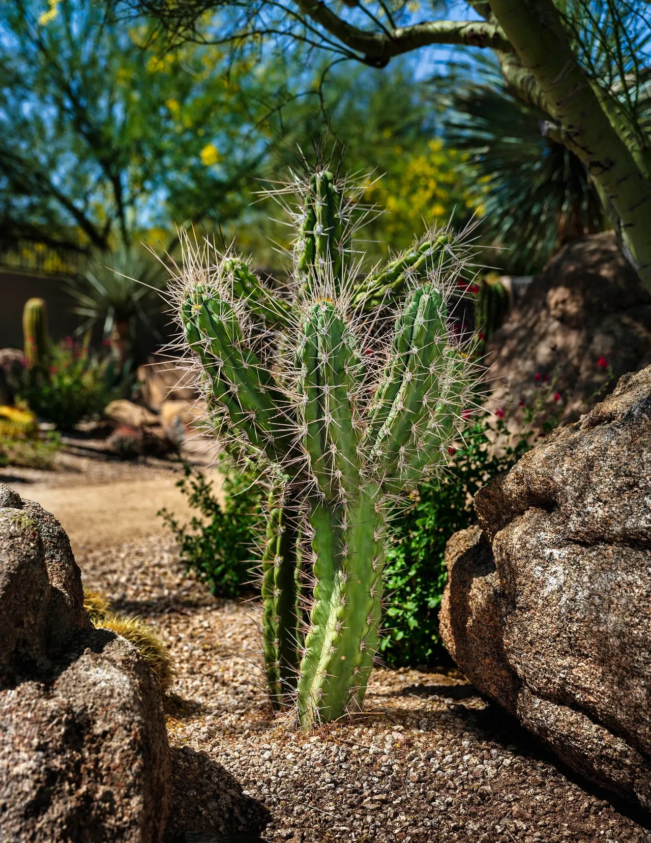 A cactus is growing in the dirt near rocks.