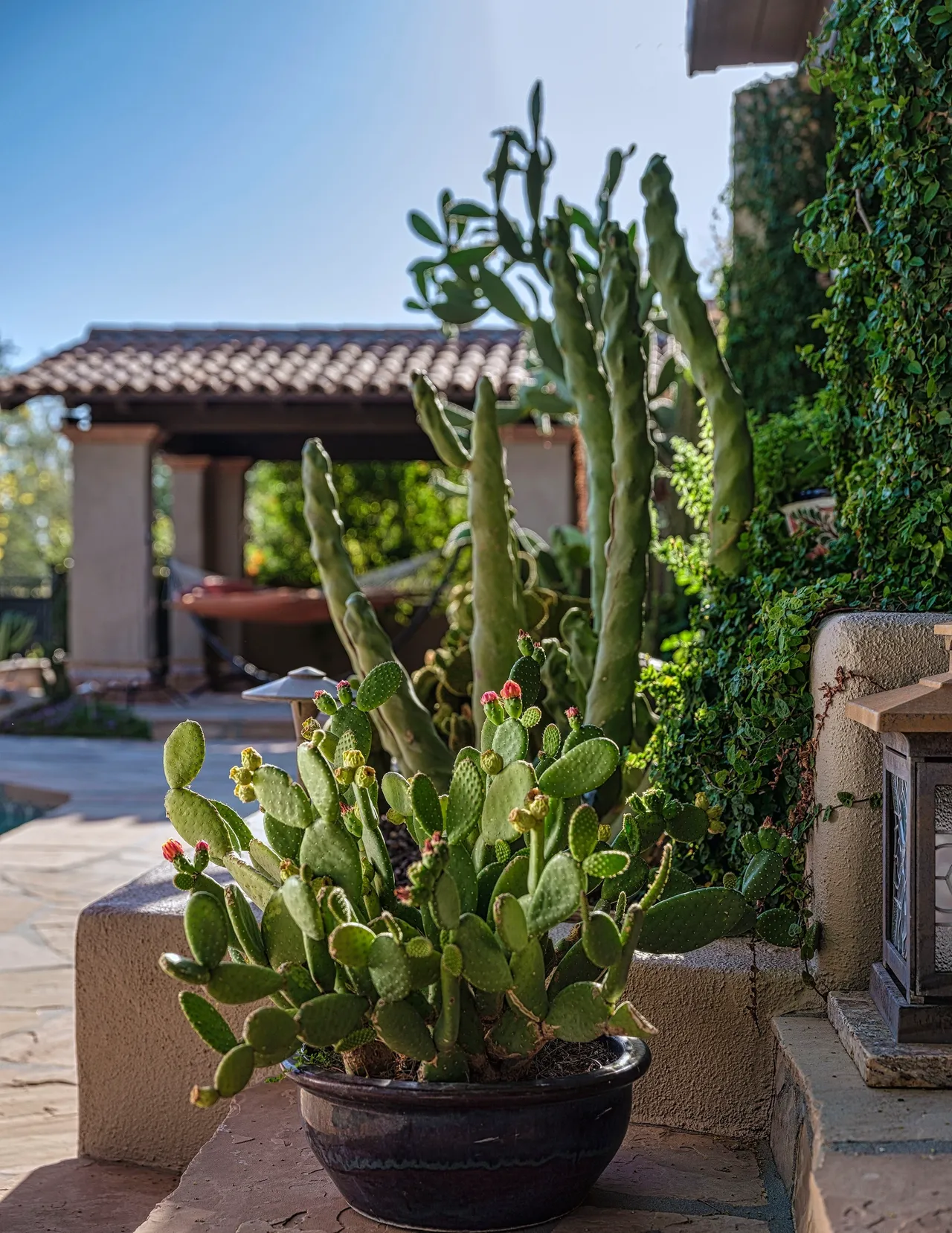 A potted cactus plant in front of a house.