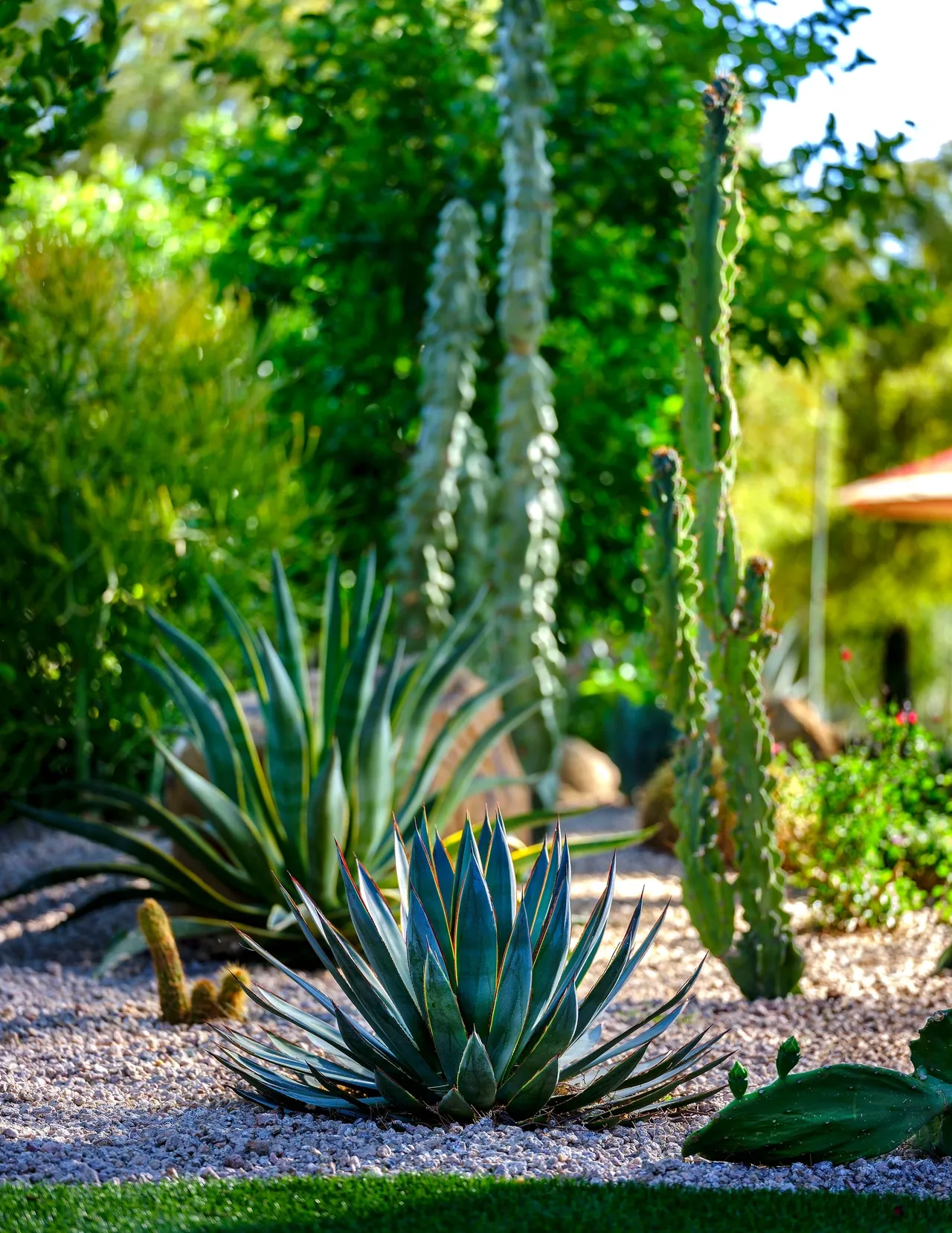 A cactus garden with several different types of cacti.