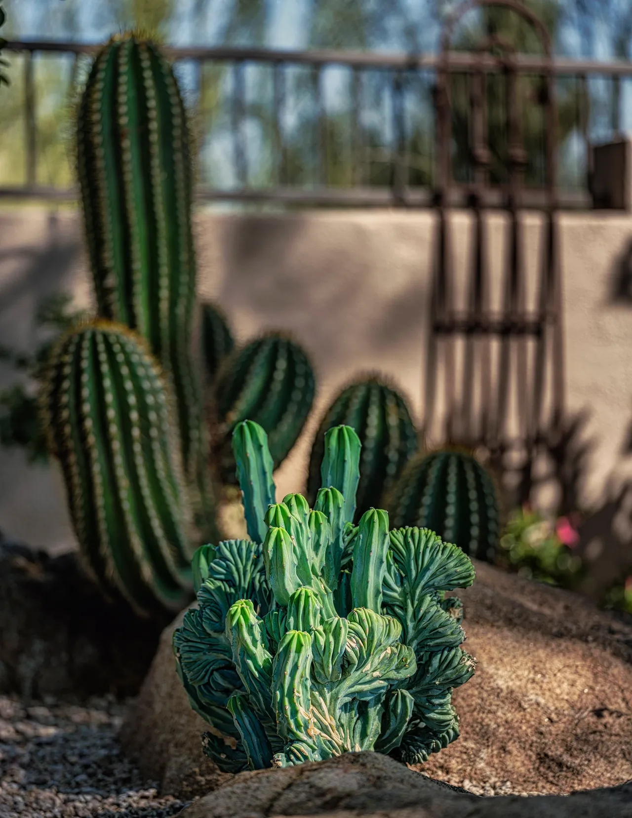 A plant in the foreground with other plants behind it.