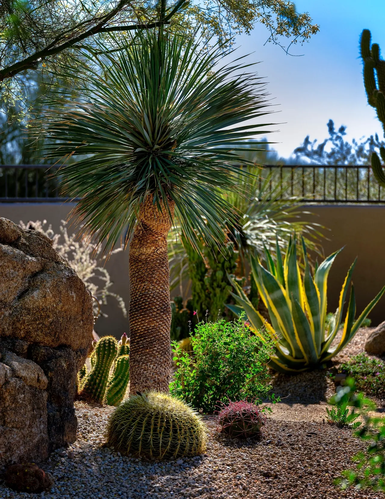 A palm tree and cactus in the middle of a garden.