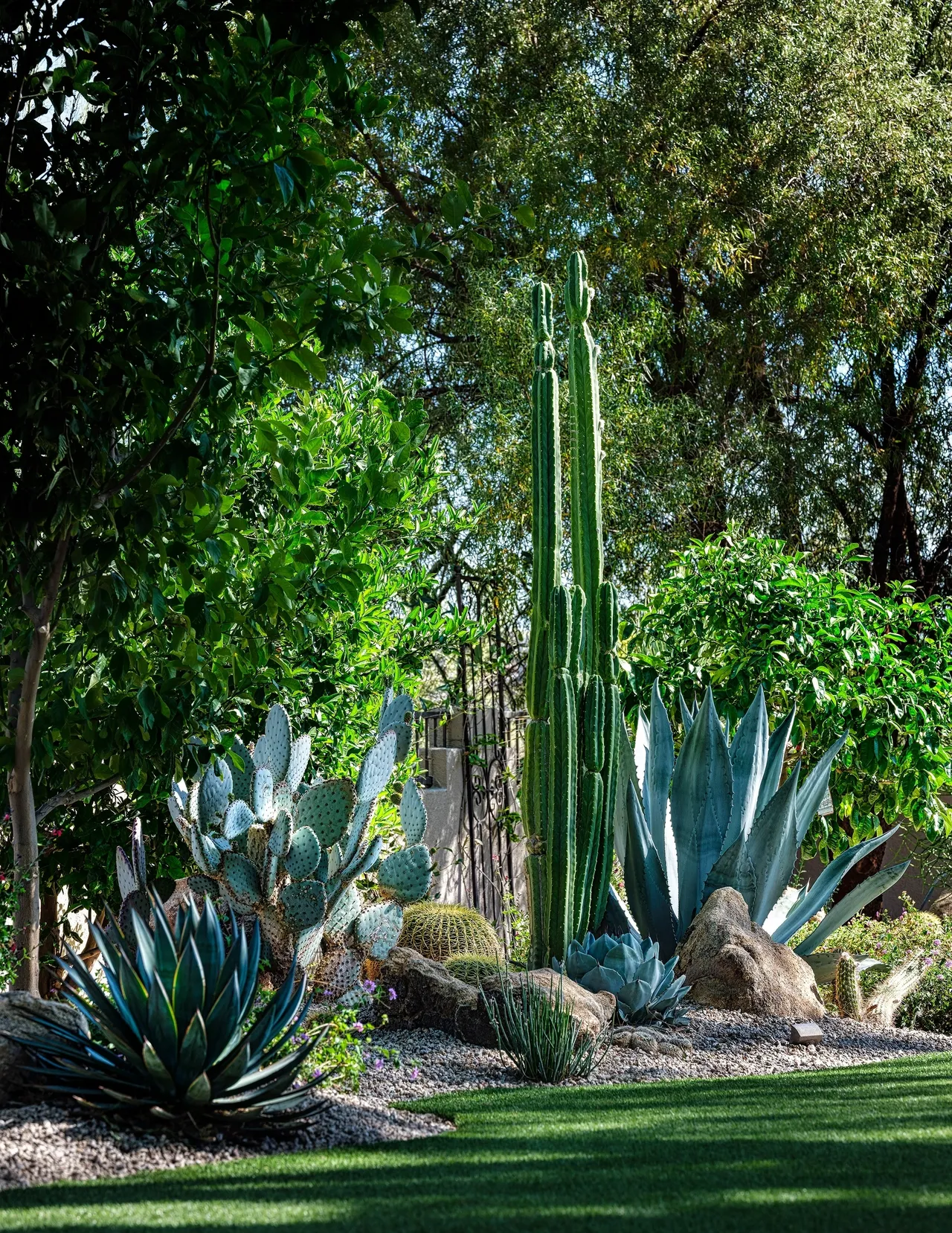 A garden with many different plants and trees.