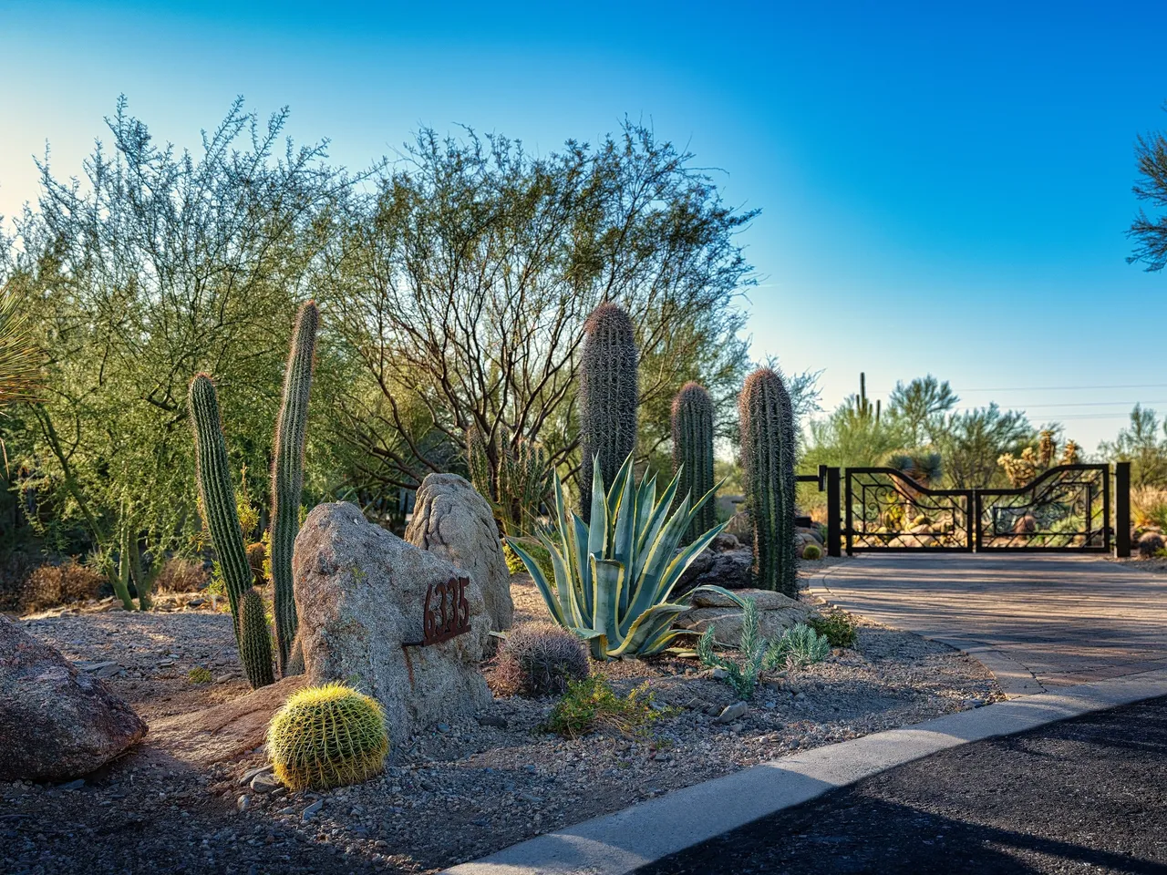 A cactus garden with many different types of cacti.