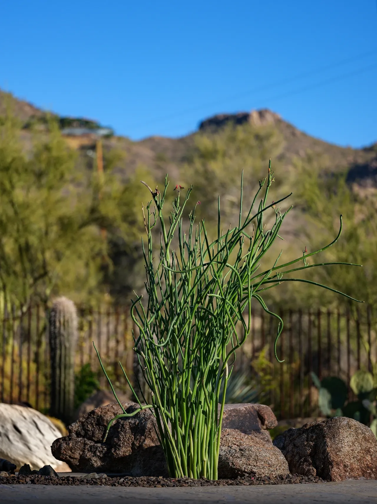 A tall grass plant in the middle of a field.