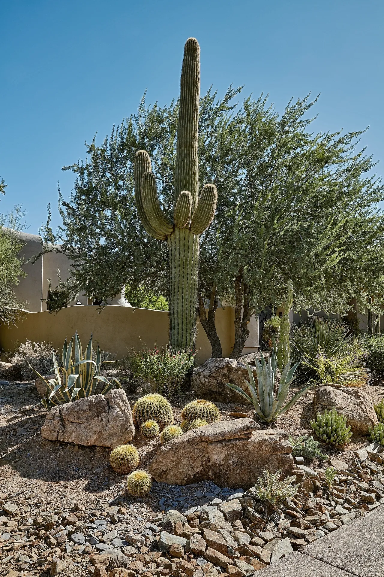 A cactus and some other plants in the desert.