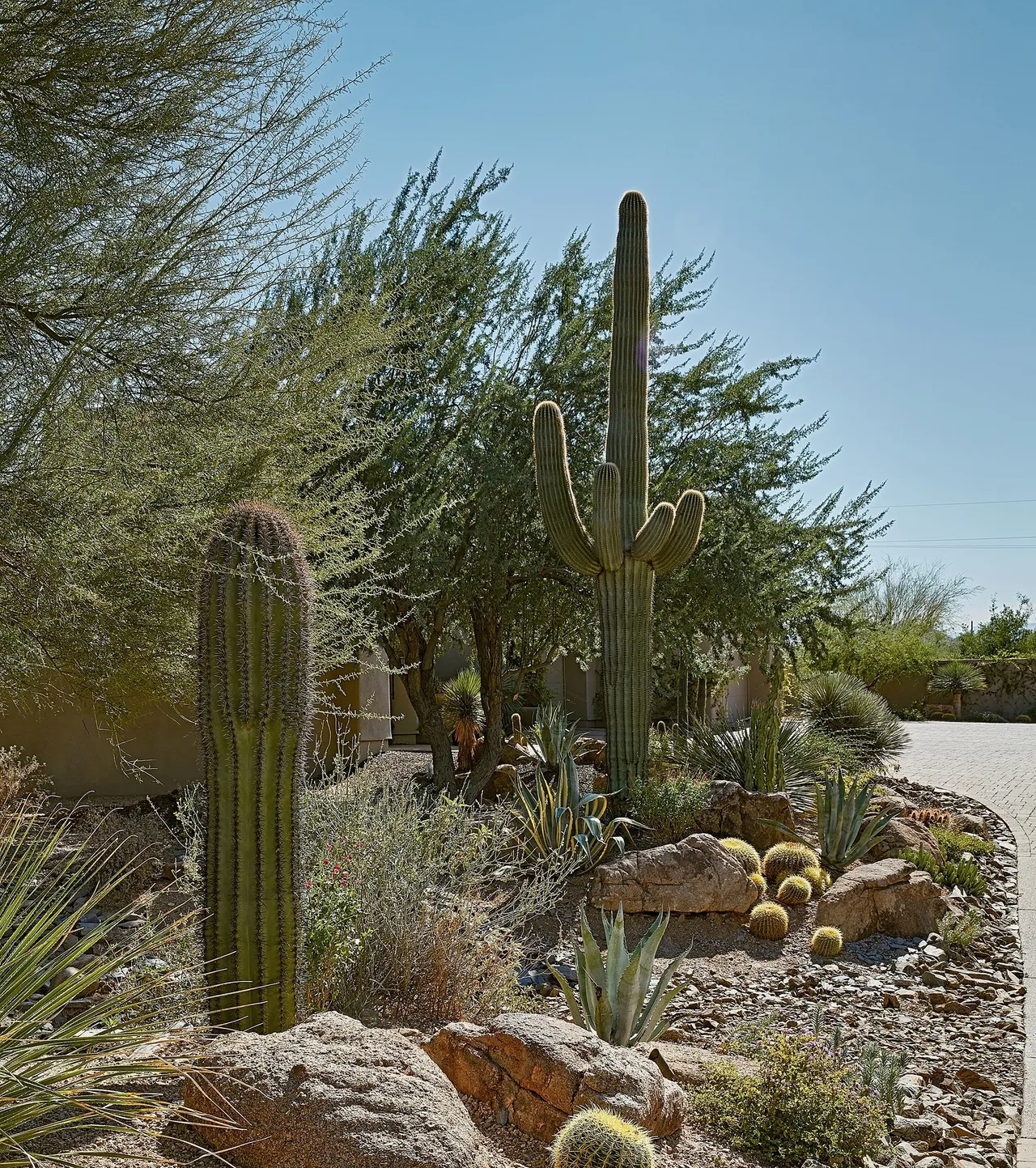 A cactus garden with many different types of plants.