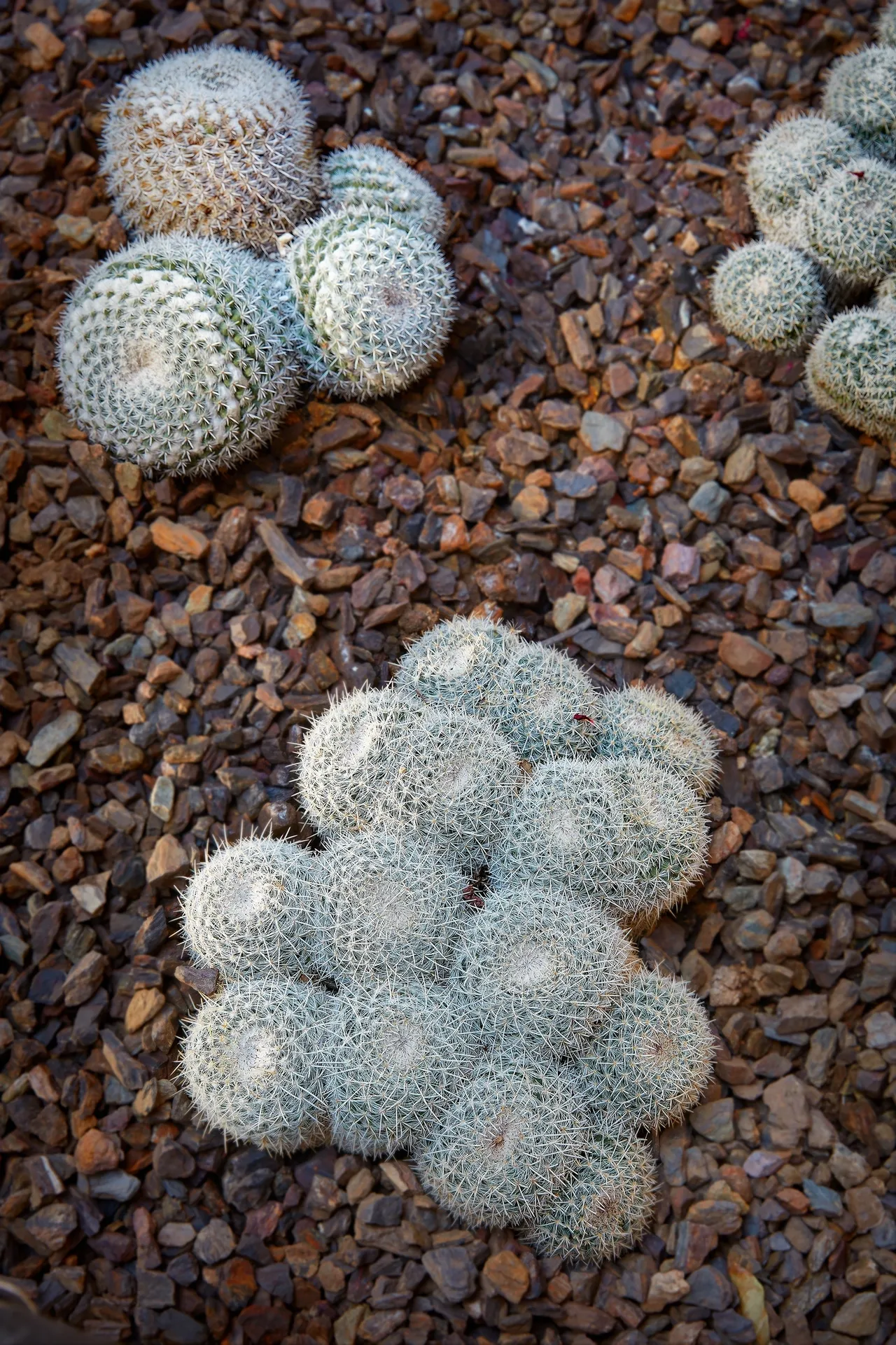 A group of small cactus plants on gravel.