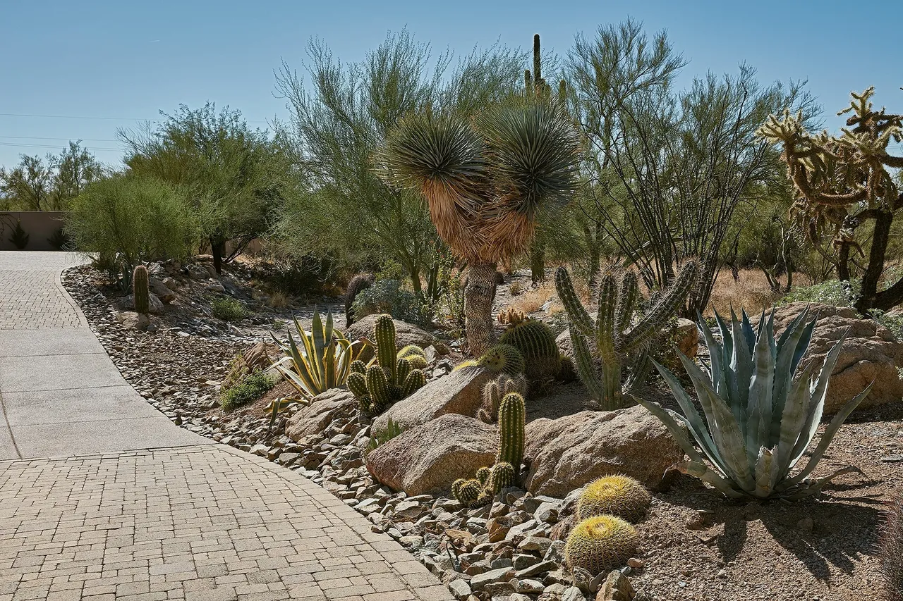 A garden with many different plants and rocks.