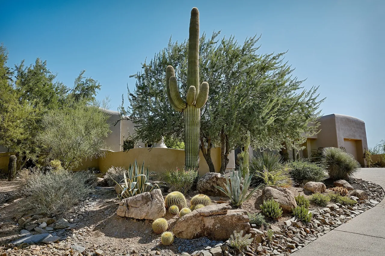 A cactus and some bushes in the desert