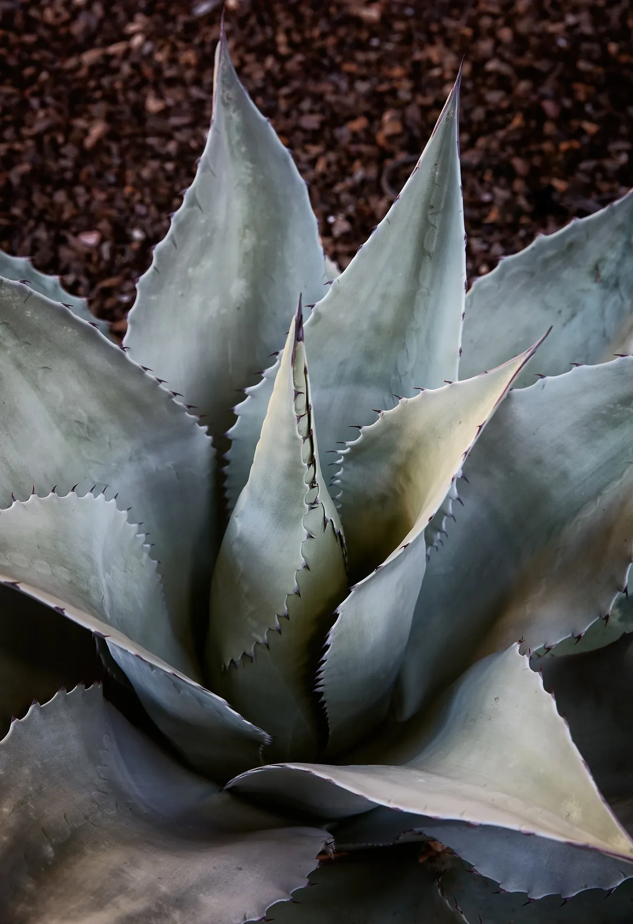 A close up of the top of an agave plant.