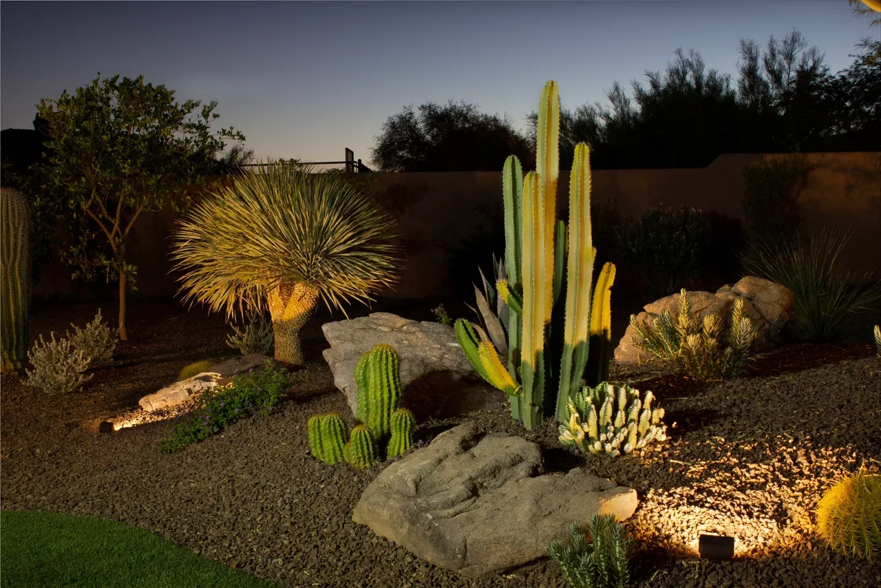 A garden with cacti and bushes in the middle of it.