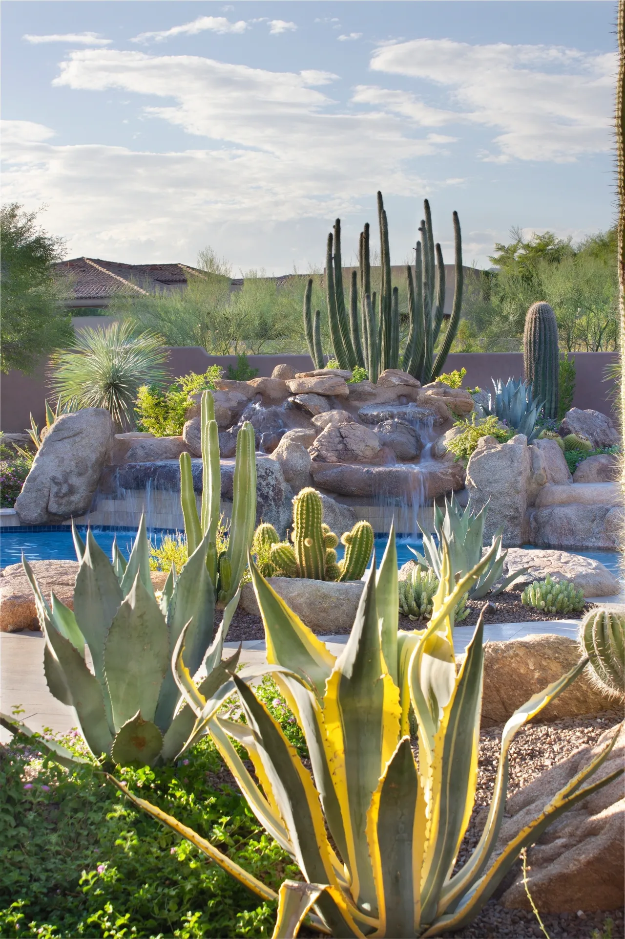 A pool with a lot of cacti and plants