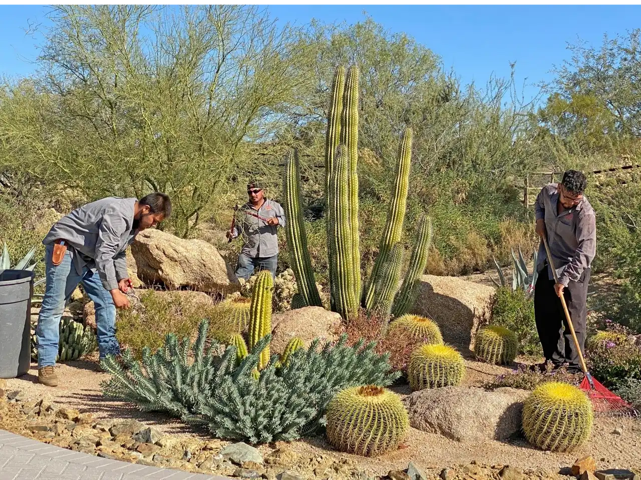 A group of people standing around some cactus.