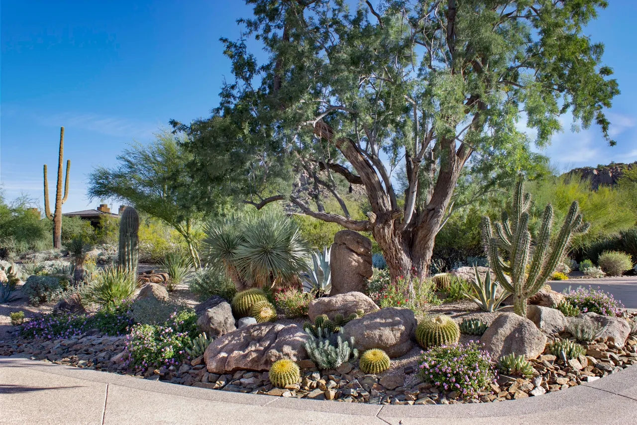 A tree and some rocks in the desert