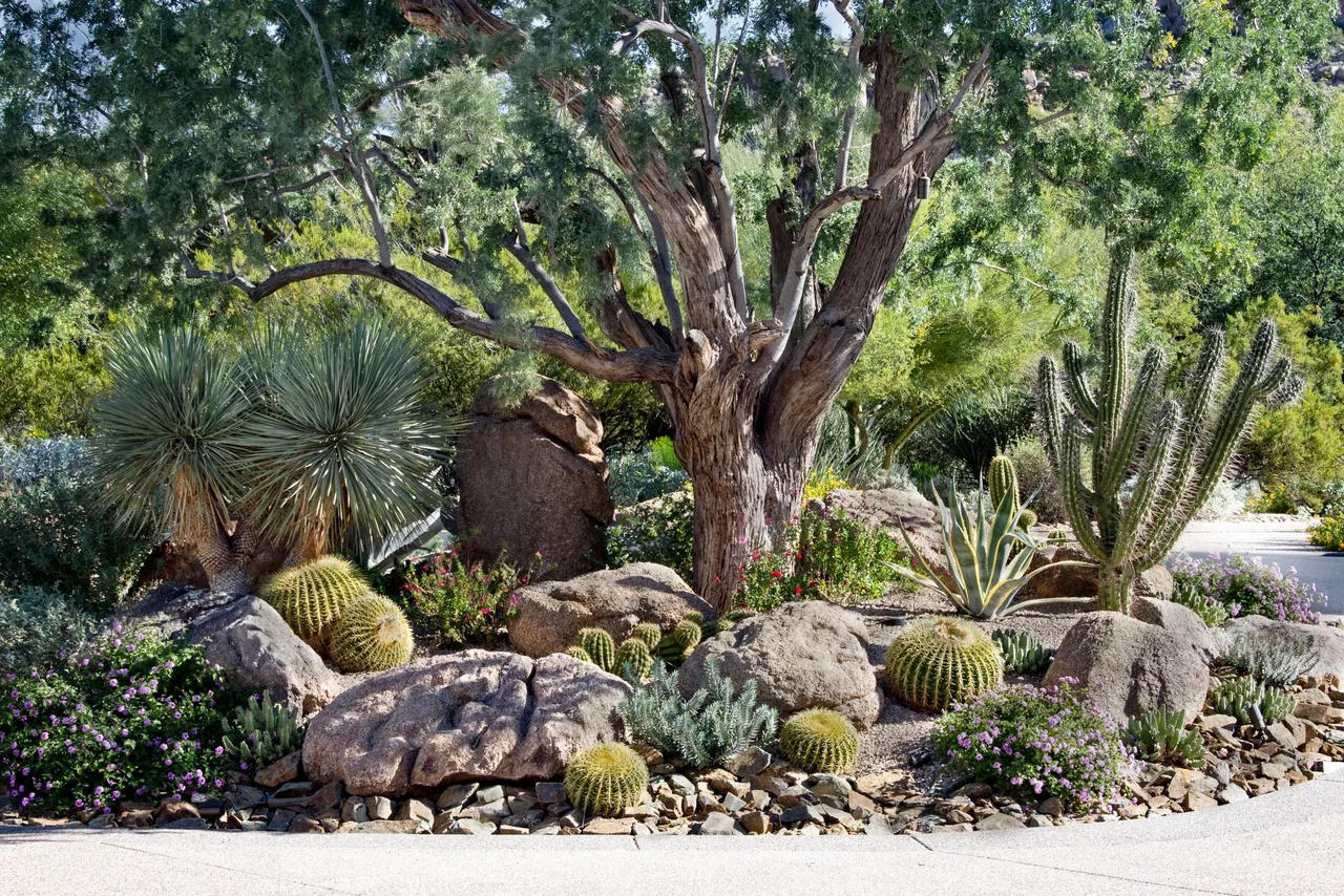 A tree and some rocks in the desert