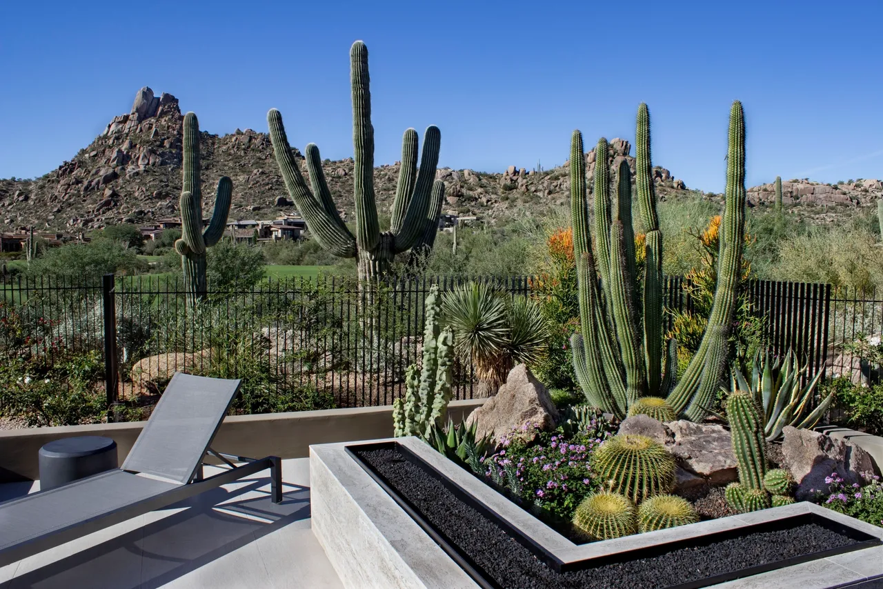 A patio with a lot of cacti and some chairs