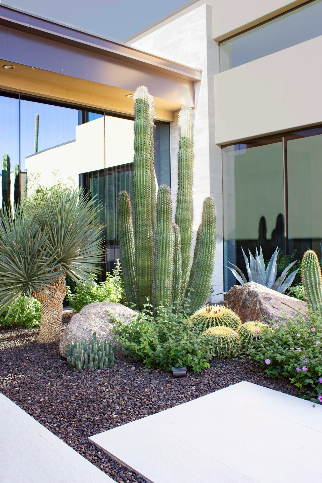 A cactus garden with various types of plants.