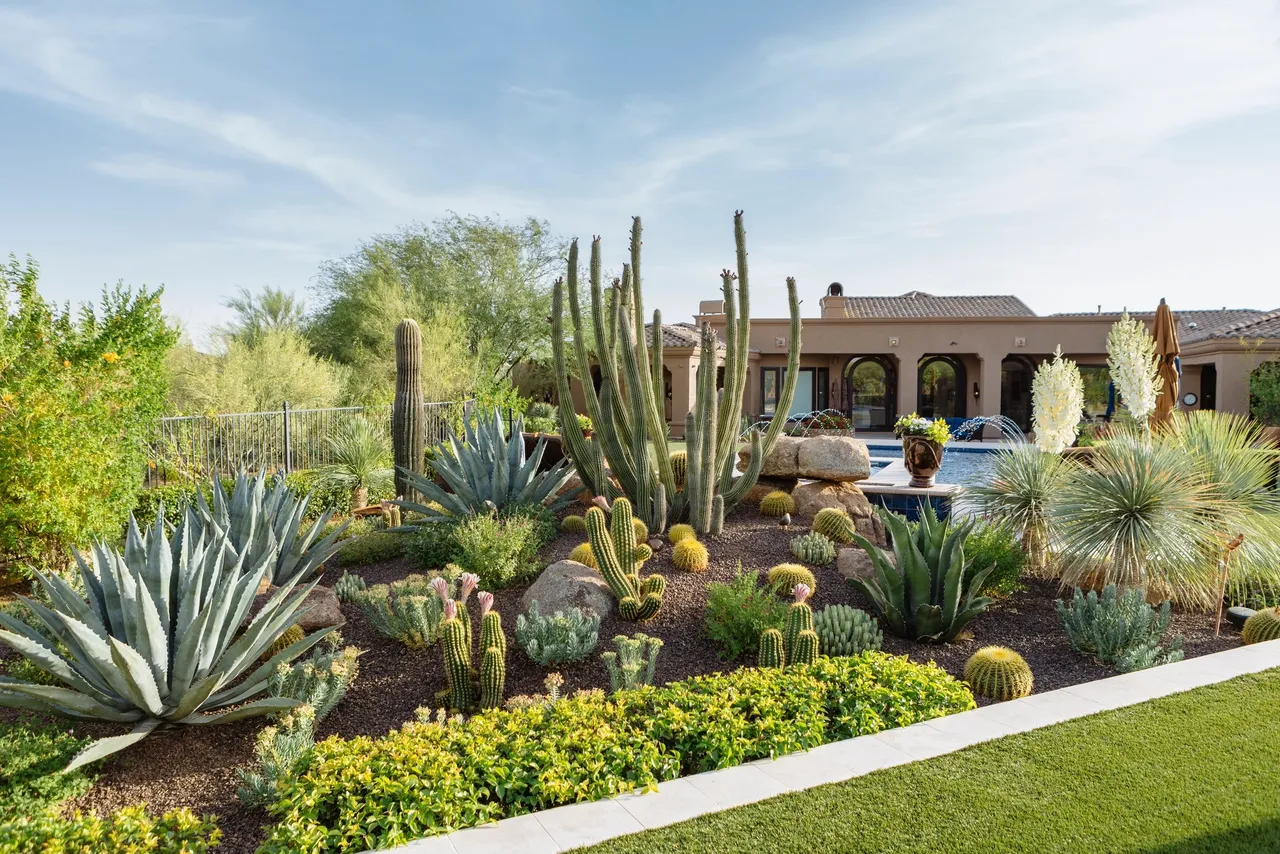 A garden with many different types of cactus.