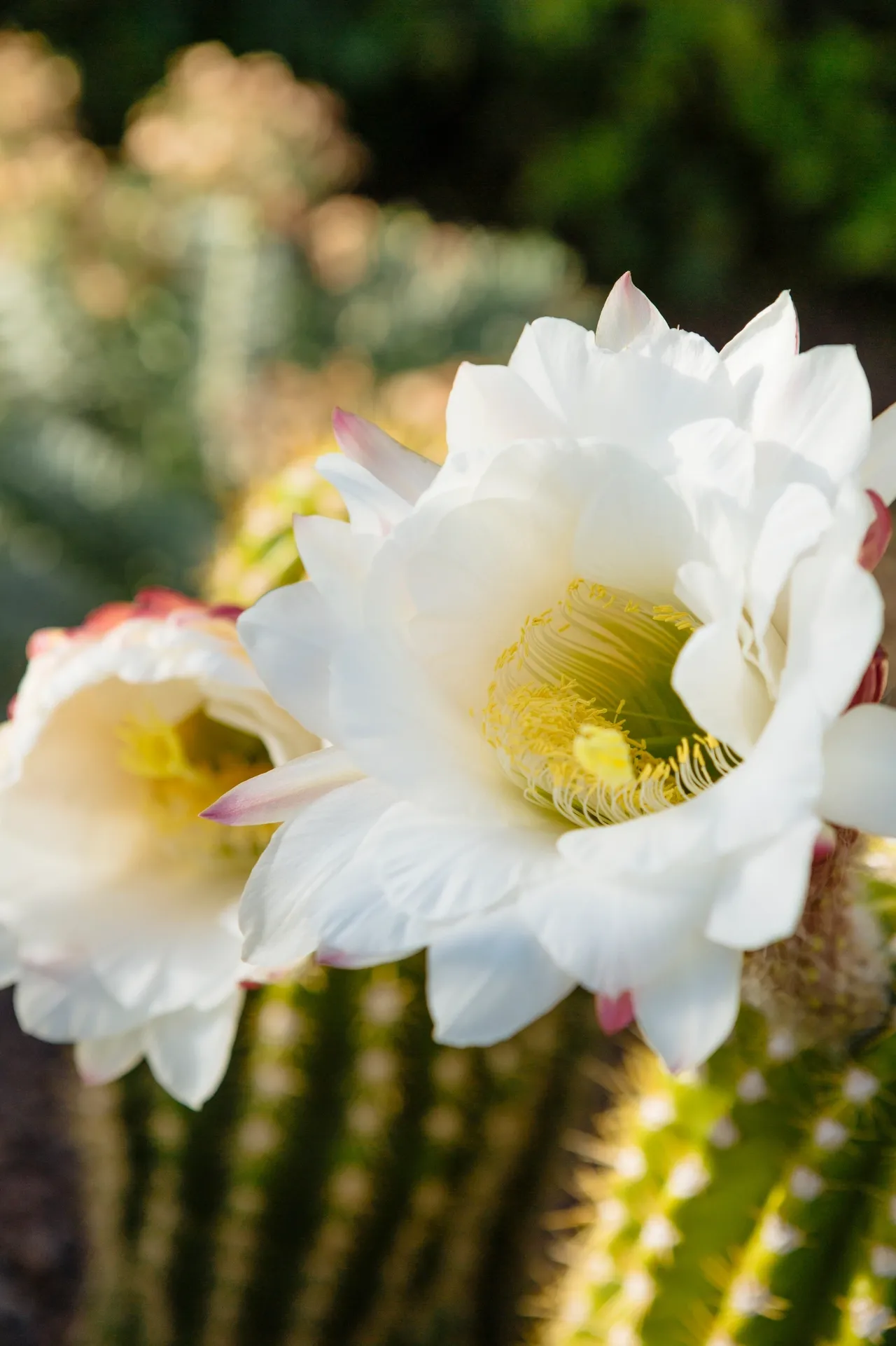 A close up of some white flowers