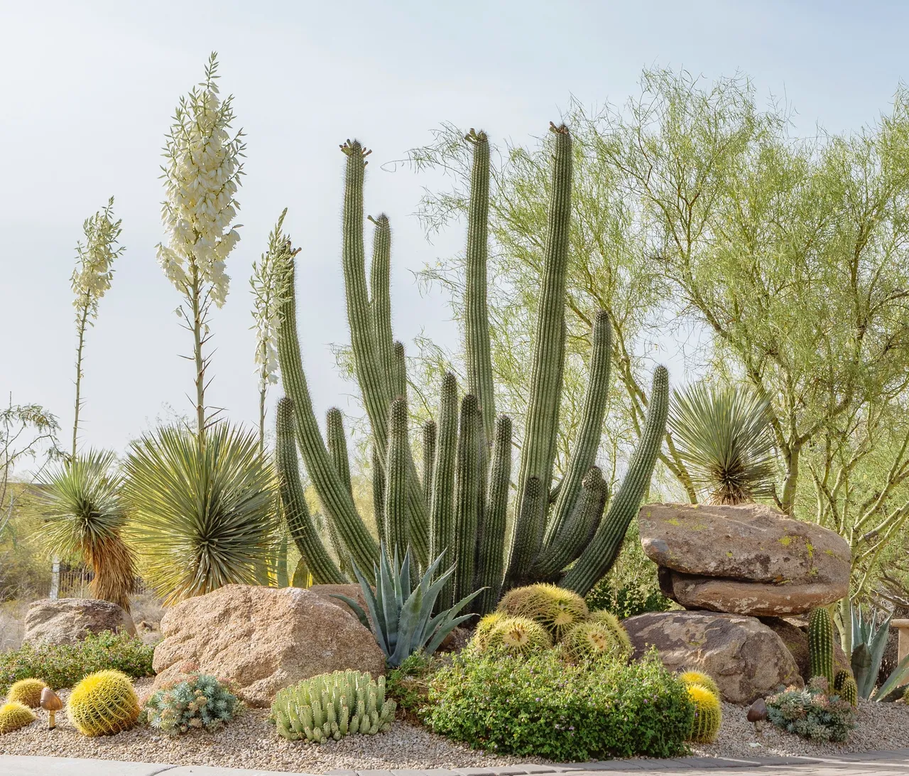 A cactus garden with many different plants and rocks.