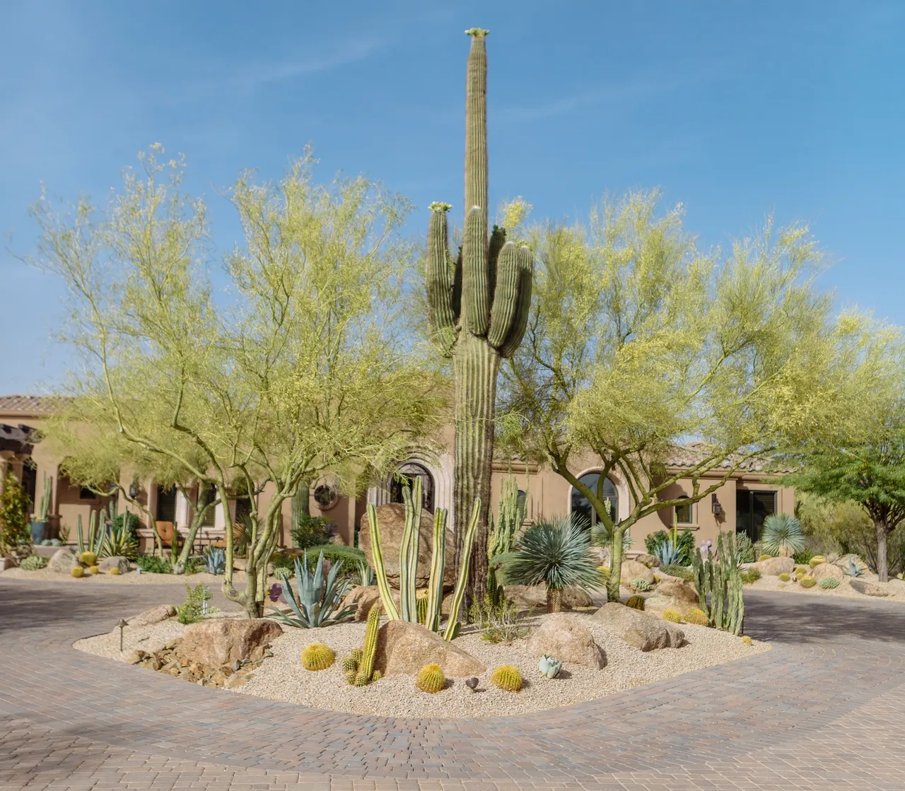 A large cactus in the middle of a desert.