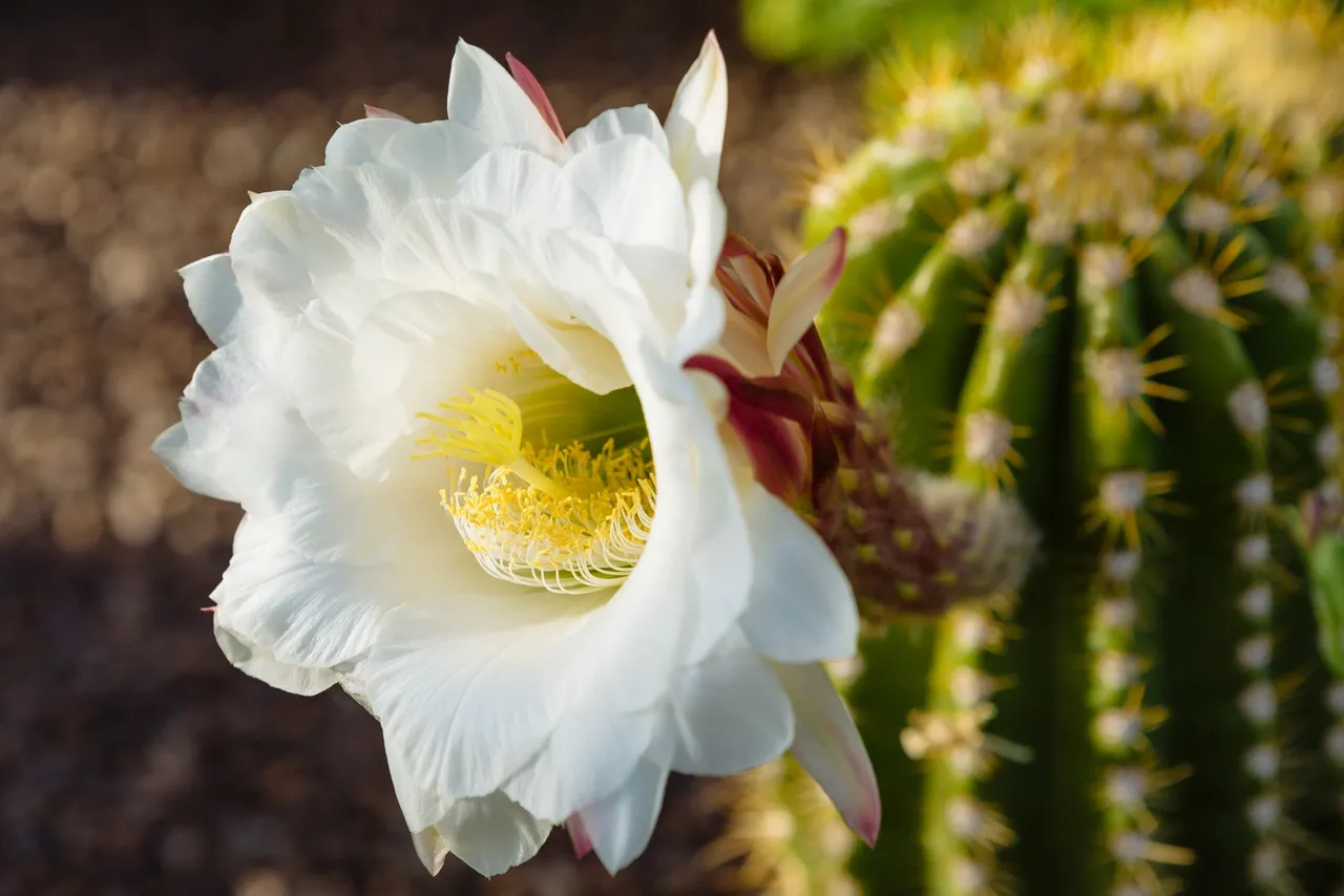 A white flower with red tips on it's petals.