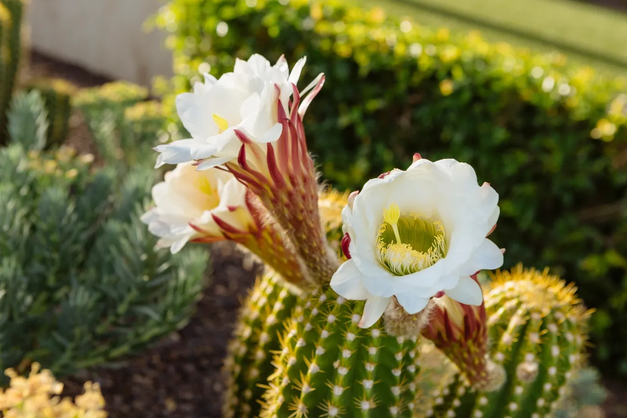 A close up of some flowers in the grass