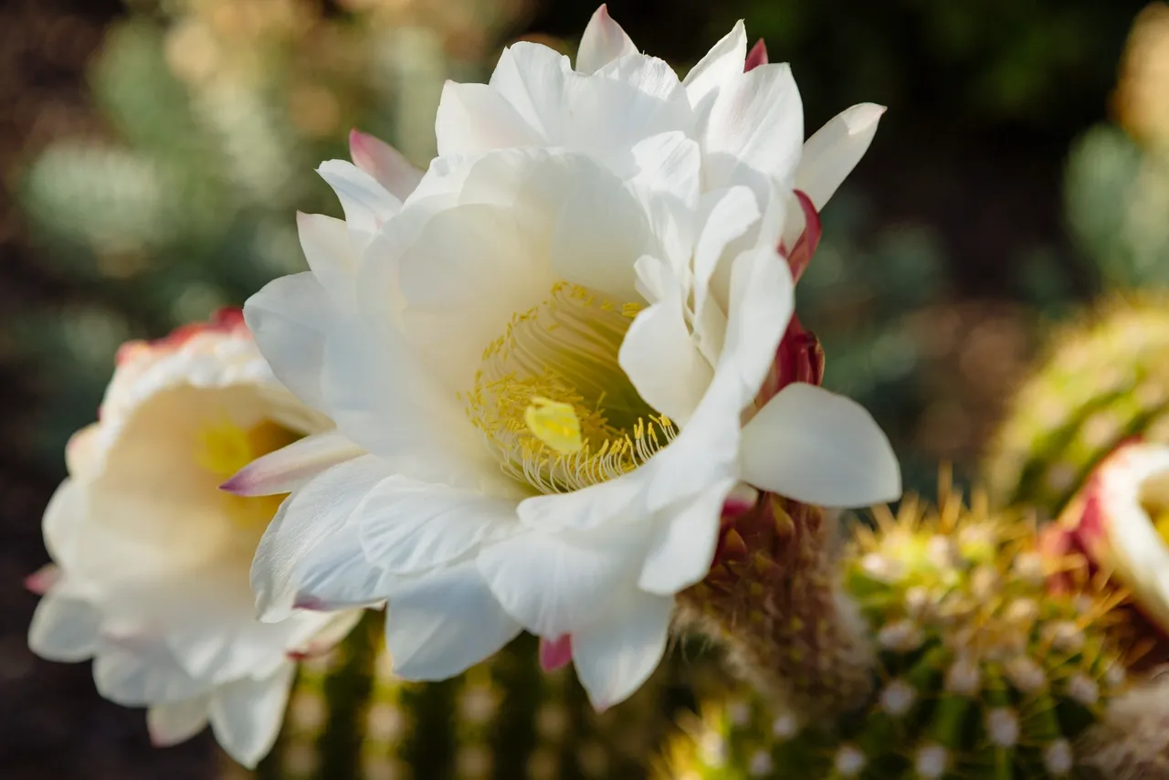 A close up of the flower of an echinopsis cactus