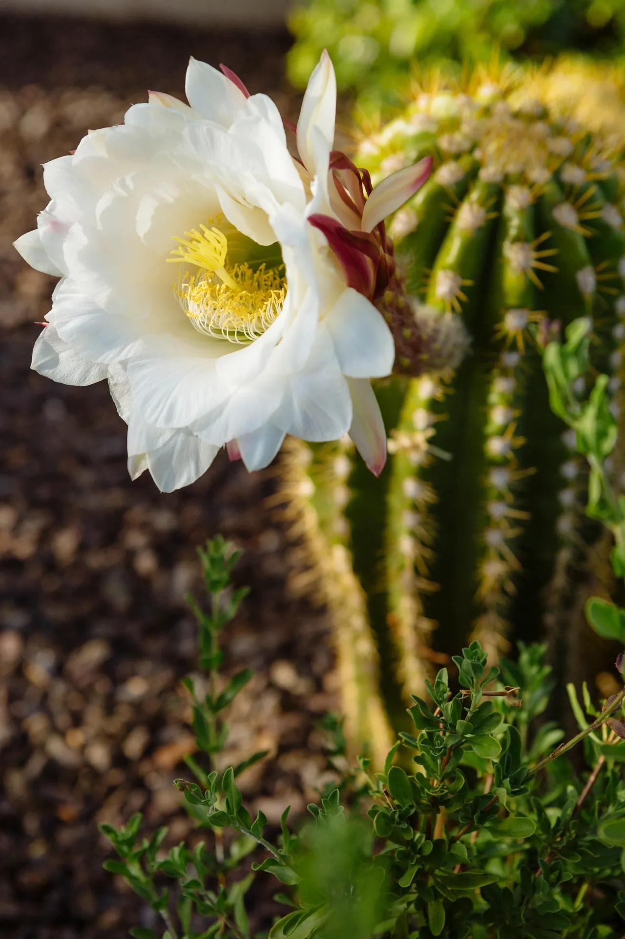 A white flower with yellow center in front of green cactus.