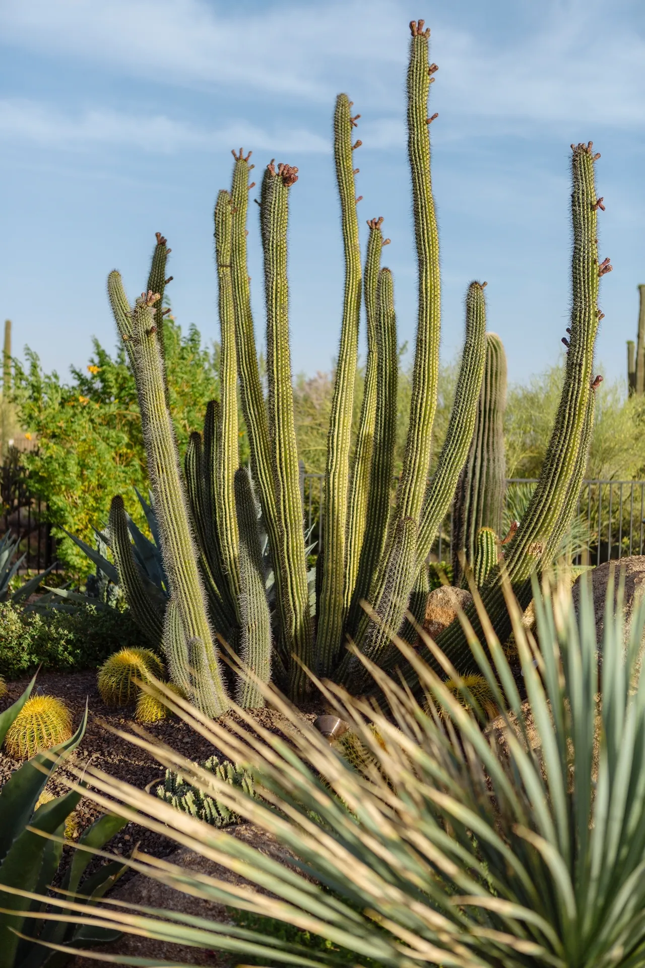 A cactus is growing in the middle of some plants.