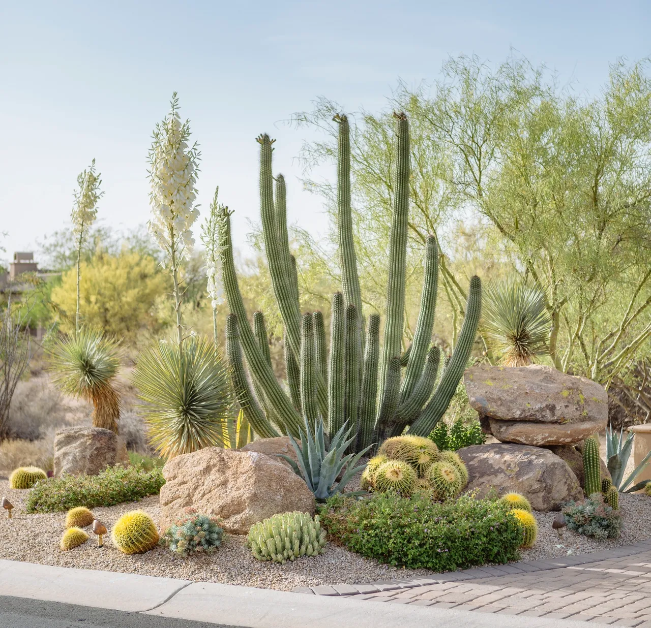 A cactus garden with many different plants and rocks.