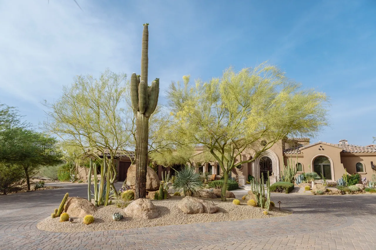 A large cactus in front of some trees