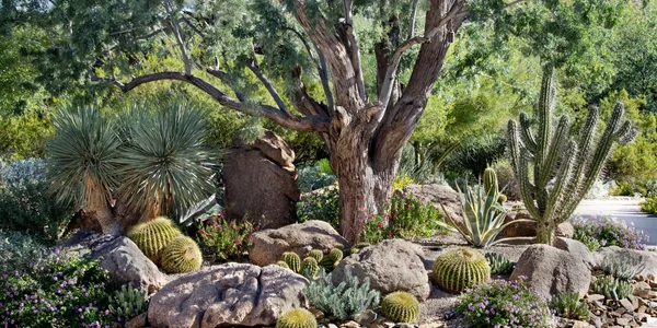 A tree in the middle of some rocks and cacti