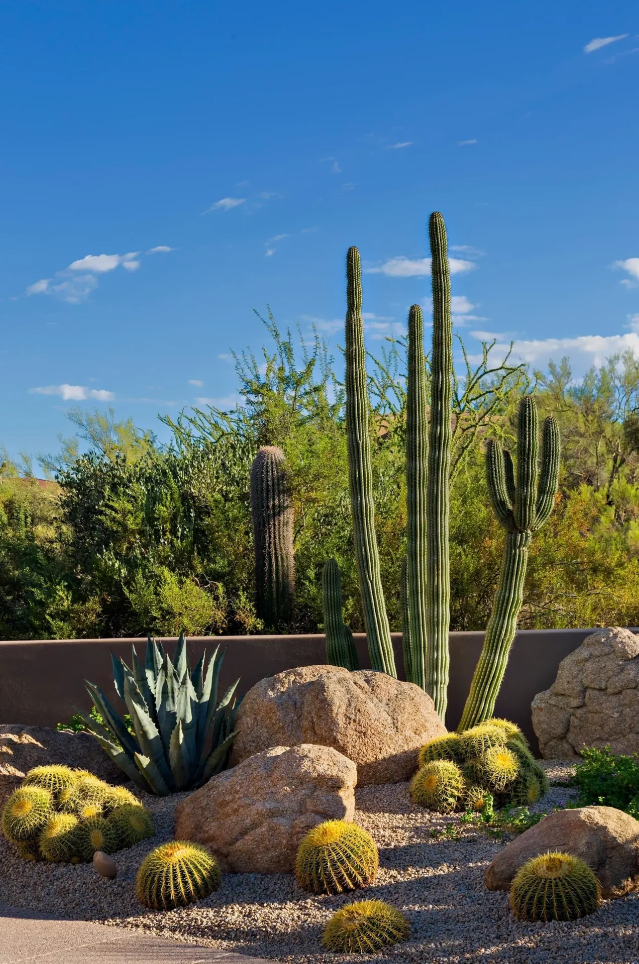 A cactus garden with cacti and other plants.