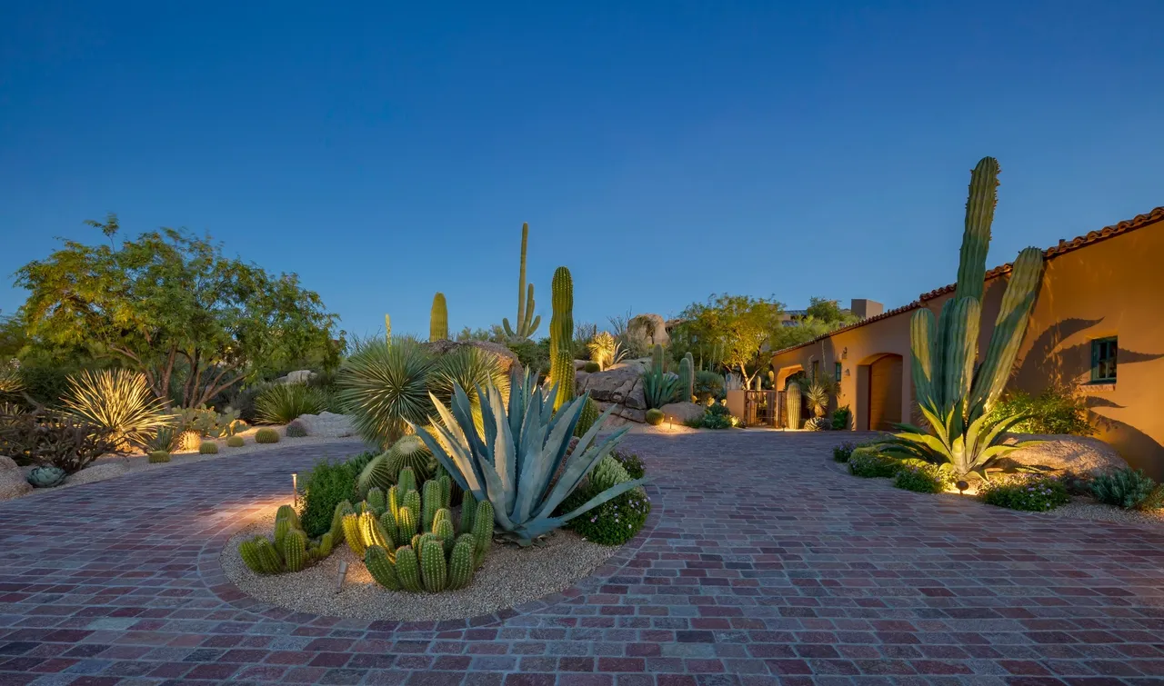 A large cactus garden with many different plants.