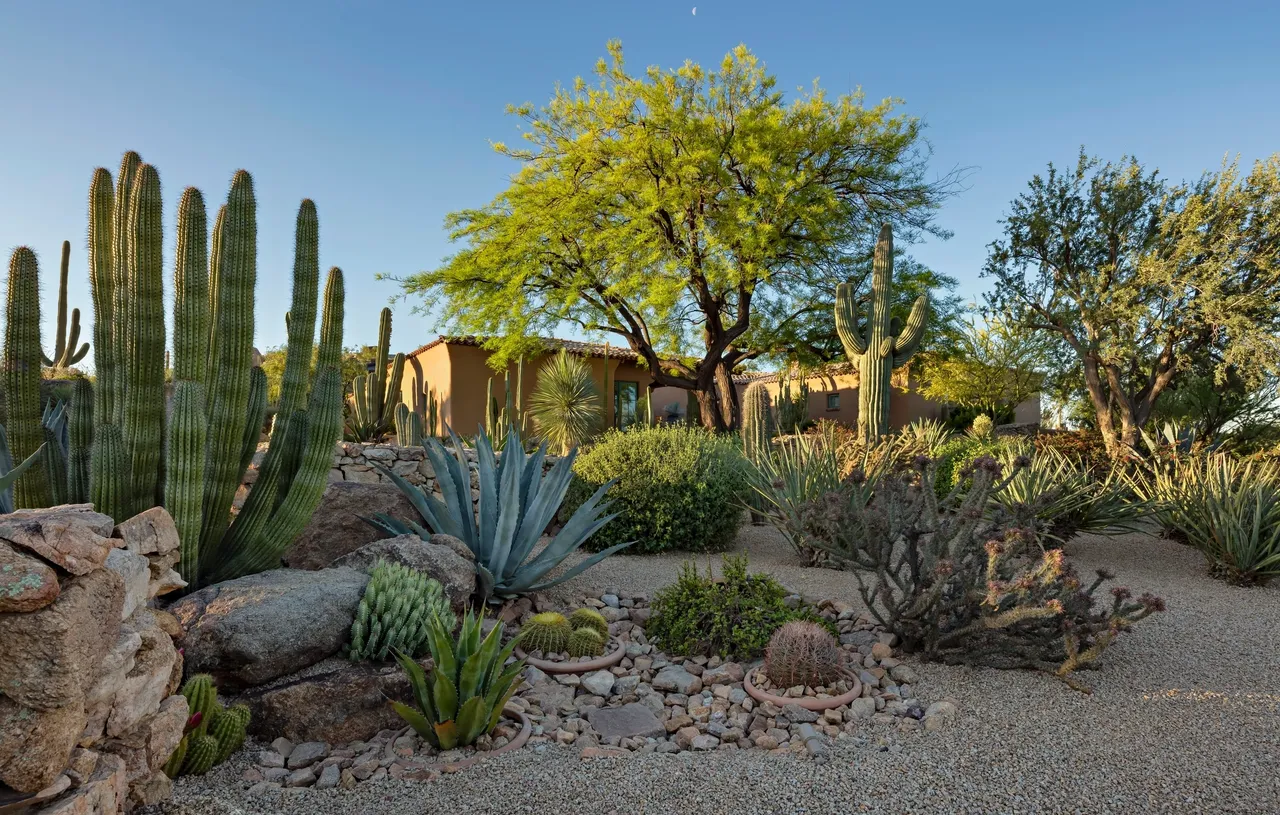 A desert garden with cacti and other plants.