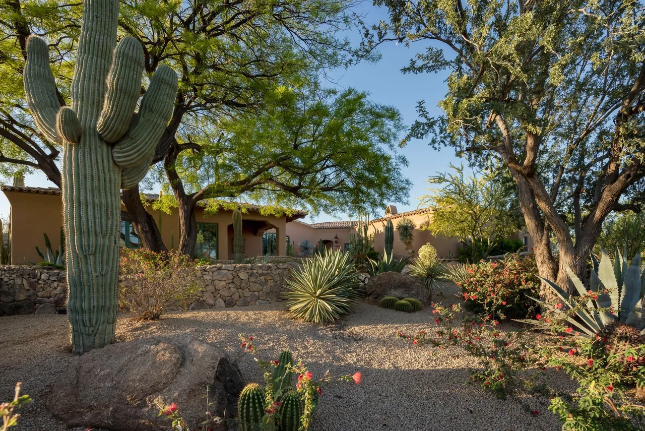 A garden with cacti and trees in the background.