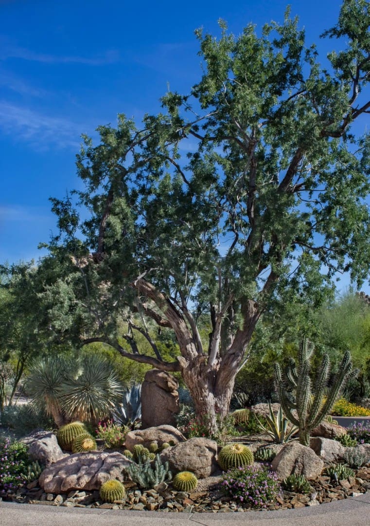 A large tree in the middle of a garden.